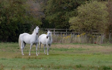 White horses in a green field.