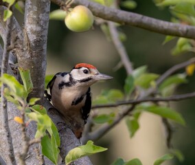 Great spotted woodpecker on a tree branch.