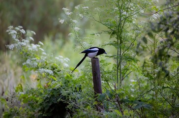 Magpie on a Wooden Post in Lush Greenery