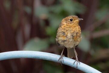 Young European Robin on Blue Bar