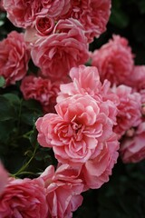 Bunch of pink flowers with green leaves. Vertical background. Wallpapers phone.