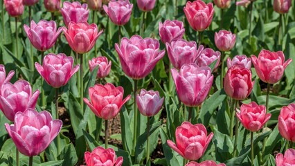 Obraz premium Vibrant pink tulip blossoms brighten a spring garden scene