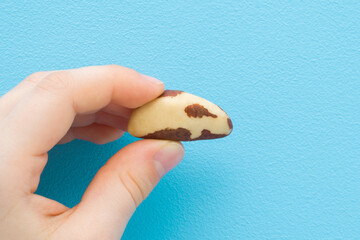 Little child boy hand fingers holding fresh brown brazil nut on light blue table background....