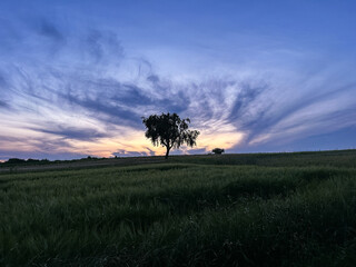 The Apple Tree Story &ndash; A Year with a Lonely Tree in Polish Countryside