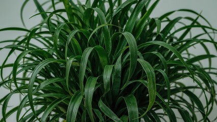 Fototapeta premium Gorgeous Cluster of Elongated Green Foliage