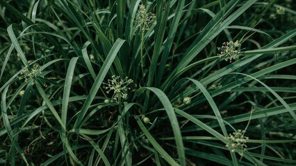 Obraz premium Detailed shot of a vibrant green plant displaying thin leaves and fragile flowers, suitable for nature-inspired visuals.