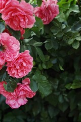 Pink flowers in a green bush. Vertical background. Wallpapers phone.