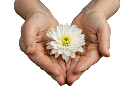 Elderly hands gently holding a white lily isolated on transparent background