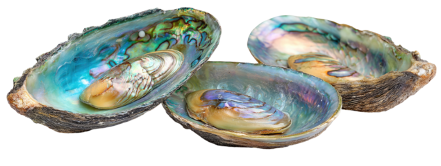 Three iridescent abalone shells, showcasing vibrant colours