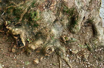 Tree root is shown in a close up