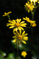 暗闇の中に咲くツワブキ