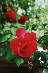 Red rose is the main focus of the image, surrounded. Vertical background. Wallpapers phone.