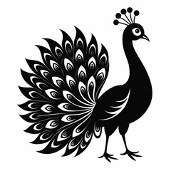 Fototapeta premium Peacock Silhouette with Spread Tail
