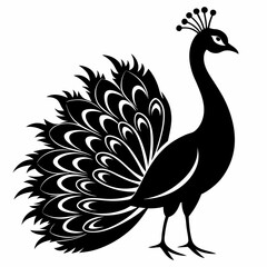 Fototapeta premium Peacock Silhouette with Spread Tail