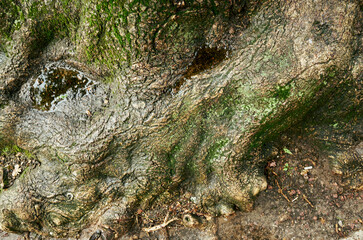 Tree trunk with moss growing on it