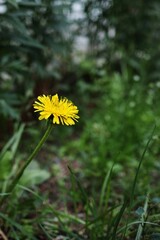 Yellow flower is in the foreground of a green field. Vertical background. Wallpapers phone.