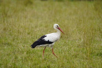 Young White stork foraging in the Leine meadows (Ciconia ciconia) Ciconiidae family. Hanover, Germany.