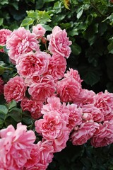 Bunch of pink flowers are in a garden. Vertical background. Wallpapers phone.