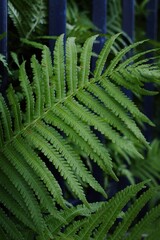 Leafy green plant with a blue fence in the background. Vertical background. Wallpapers phone.