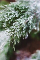 Branch of a tree covered in snow. Vertical background. Wallpapers phone.