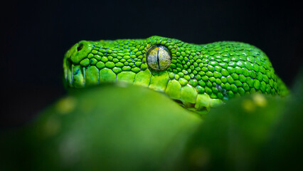 Portrait of a Green tree python in a vivarium. Morelia viridis, ZooParc de Beauval, Saint Aignan sur Cher, Loir et Cher 41, Région Pays de la Loire, France, European Union, Europe