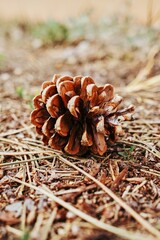 Pine cone is sitting on the ground. Vertical background. Wallpapers phone.