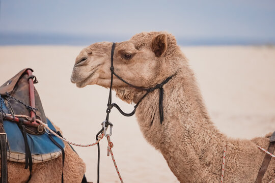 Portrait of relaxed camel sitting on the sand wearing harness resting between tourist rides