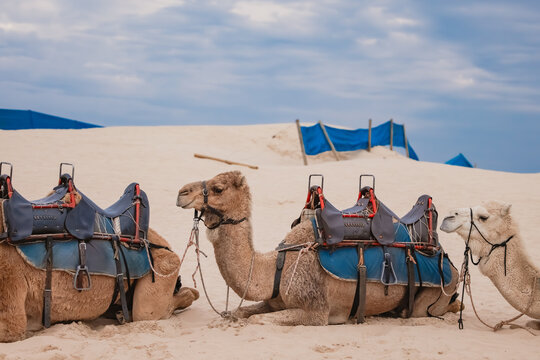 Line of saddled up camels resting on the sand at Birubi Beach