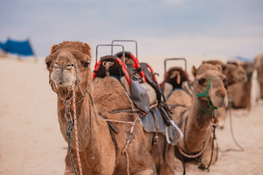 Row of camels on the beach waiting for next tourist ride