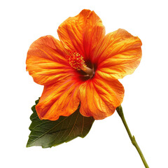 Vibrant orange hibiscus flower close-up
