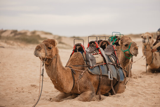 Row of camels resting on the sand at Birubi Beach