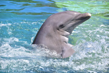 Naklejka premium pair of dolphins