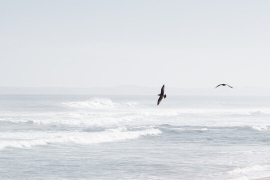 Two pacific gulls flying over ocean - horizontal