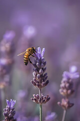 A macro shot of a honeybee collecting nectar from a vibrant lavender flower, capturing its delicate wings and the delicate texture of the natural lighting.