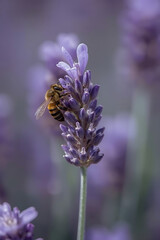 A macro shot of a honeybee collecting nectar from a vibrant lavender flower, capturing its delicate wings and the delicate texture of the natural lighting.