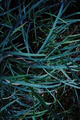 Close up of green grass with droplets of water on it. Vertical composition ideal for phone wallpaper or minimal nature backgrounds.