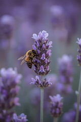 A macro shot of a honeybee collecting nectar from a vibrant lavender flower, capturing its delicate wings and the delicate texture of the natural lighting.