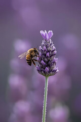 A macro shot of a honeybee collecting nectar from a vibrant lavender flower, capturing its delicate wings and the delicate texture of the natural lighting.