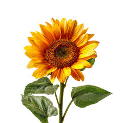 Obraz premium yellow sunflower with leaf on transparent background