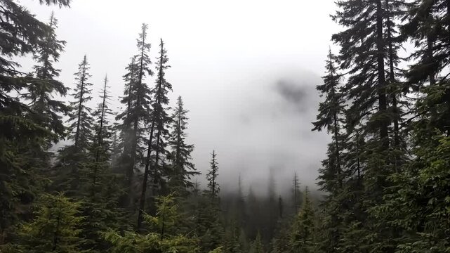 Foggy forest with pine trees and misty mountains in the background video