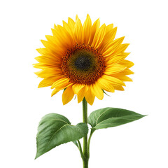Obraz premium yellow sunflower with leaf on transparent background