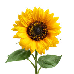 Fototapeta premium yellow sunflower with leaf on transparent background