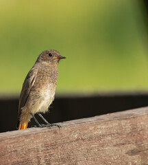 juvenile common redstart (Phoenicurus phoenicurus), perched on a wooden slat, with the light of the sunset