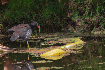 Eurasian common moorhen, (Gallinula chloropus chloropus), on a branch in a small lake, in Tenerife, Canary islands, Spain.
