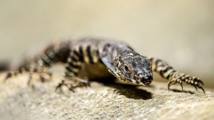 Lace Monitor walking on a stone in a vivarium. Varanus varius, ZooParc de Beauval, Saint Aignan sur Cher, Loir et Cher 41, Région Pays de la Loire, France, European Union, Europe