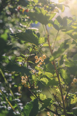 Obraz premium Close-up of a bunch of ripe white currants hanging from a branch, illuminated by sunlight filtering through the leaves, creating a vibrant and refreshing scene of nature's bounty
