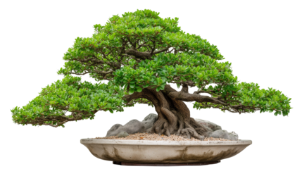 Elegant Japanese Bonsai Tree isolated on white background