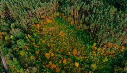 aerial landscape of autumn forest orange and evergreen trees from above drone photography concept with September and October aesthetic scenic nature