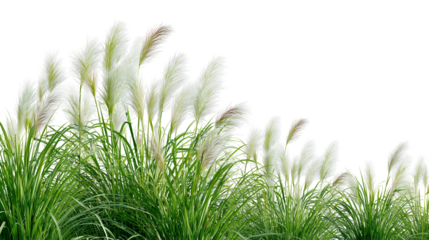 Green and white pampas grasses isolated on white background