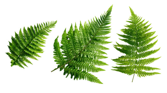 green fern plants in isolated on transparent background